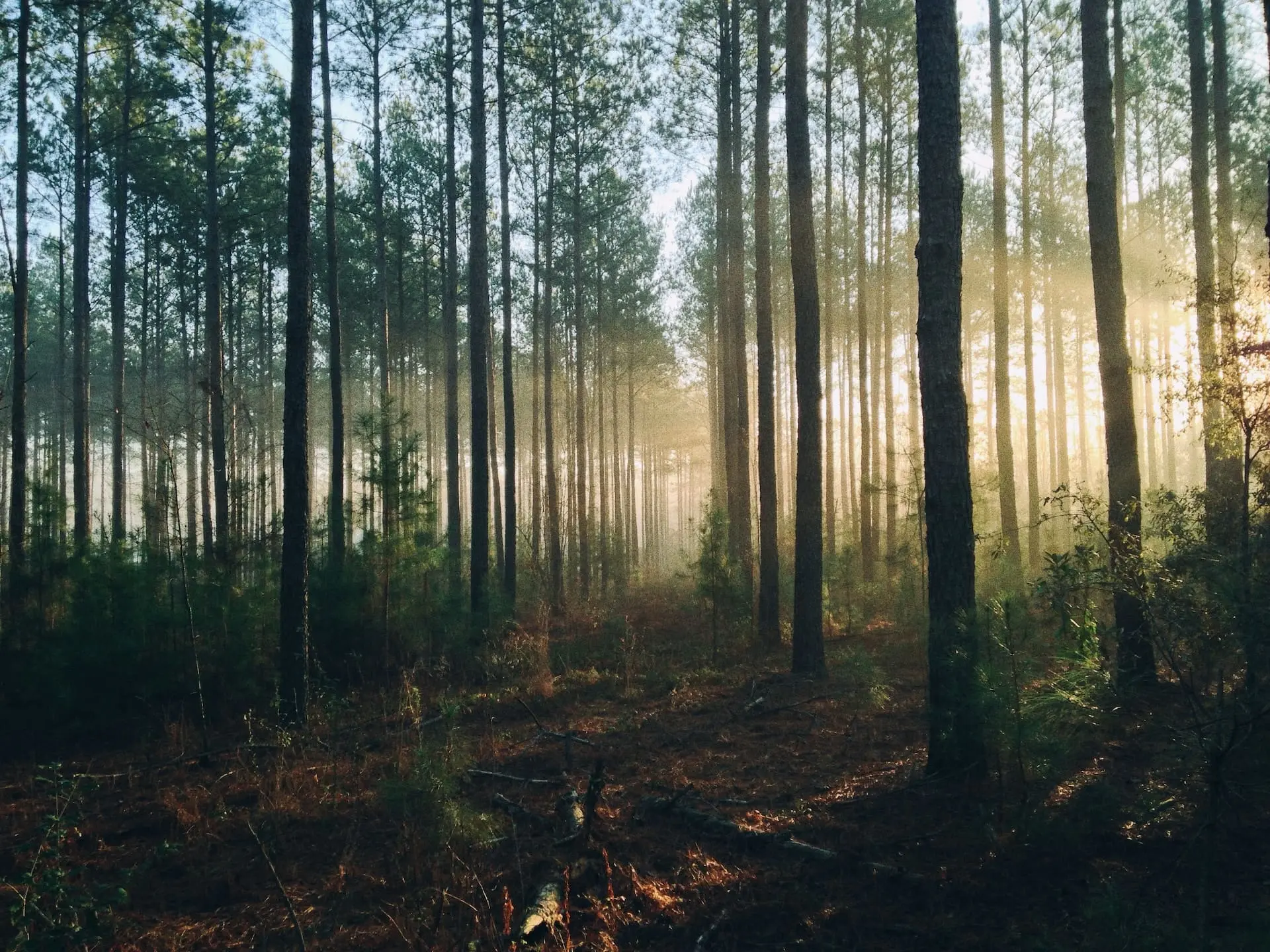 Paysage de forêt corrézienne au cœur du terroir gastronomique
