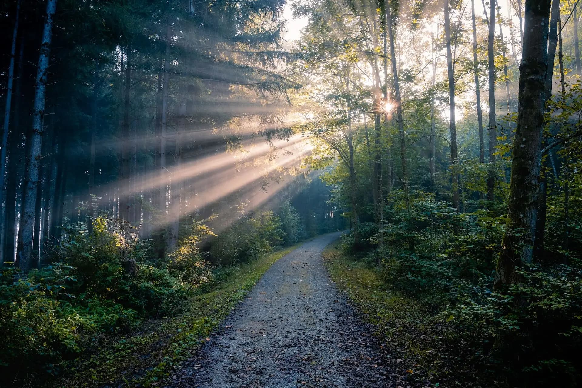 Forest and historic landscape of Corrèze and Dordogne